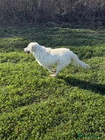 Golden Retriever dogs Stunning Golden Retriever boy. - Advert 4