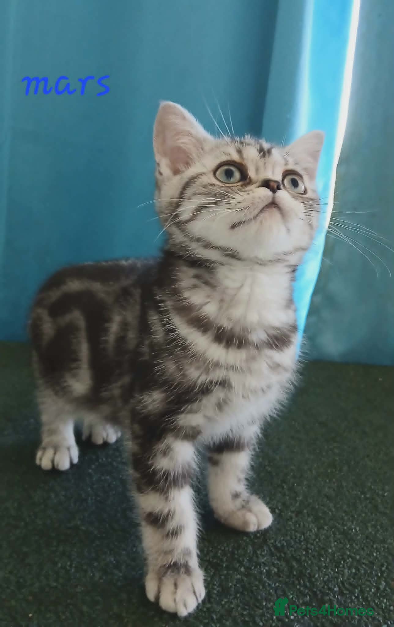 British Shorthair cats Bsh. Silver Classic Tabby. BOY. - Advert 18