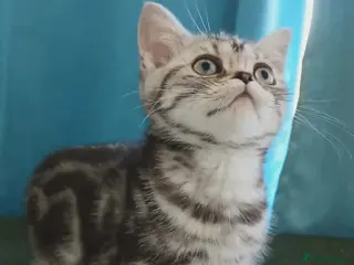 British Shorthair cats Bsh. Silver Classic Tabby. BOY. - Advert 15