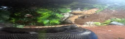 Boa Snake reptiles for sale: Ghost devil boa  - Advert 5