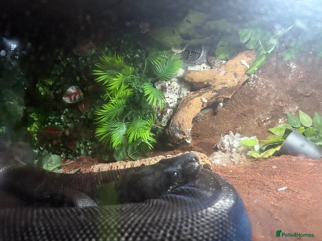 Boa Snake reptiles for sale: Ghost devil boa  - Advert 5