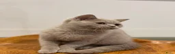 Brazilian Shorthair cats for sale: GCCF BRITISH SHORTHAIR KITTENS READY TO LEAVE NOW  - Advert 9