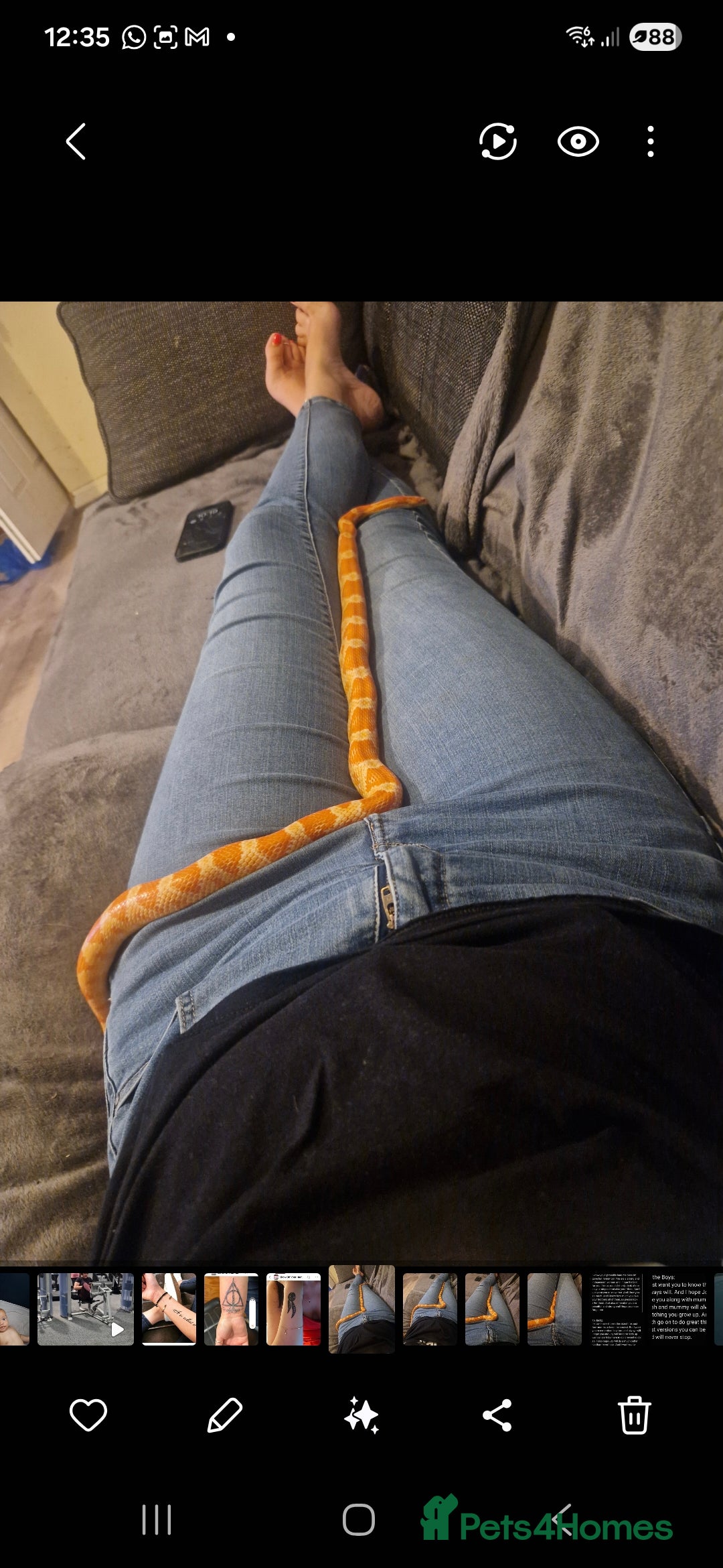 Corn Snake reptiles for sale: corn snake  - Image 4