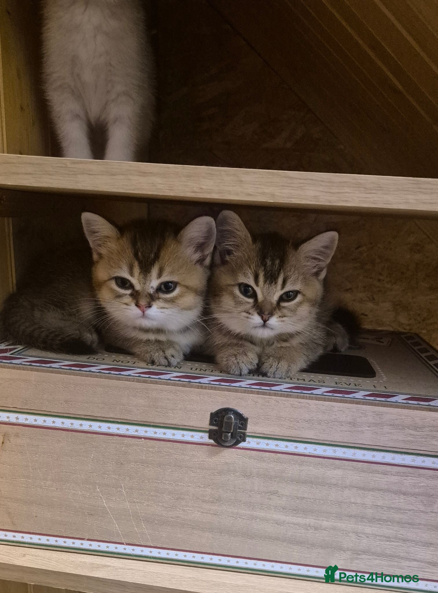 British Shorthair cats British Shorthairs  - Advert 2