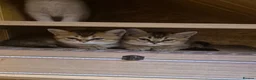 British Shorthair cats for sale: British Shorthairs  - Advert 3