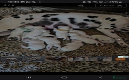Dalmatian dogs for sale: Beautiful male dalmatians  - Image 3
