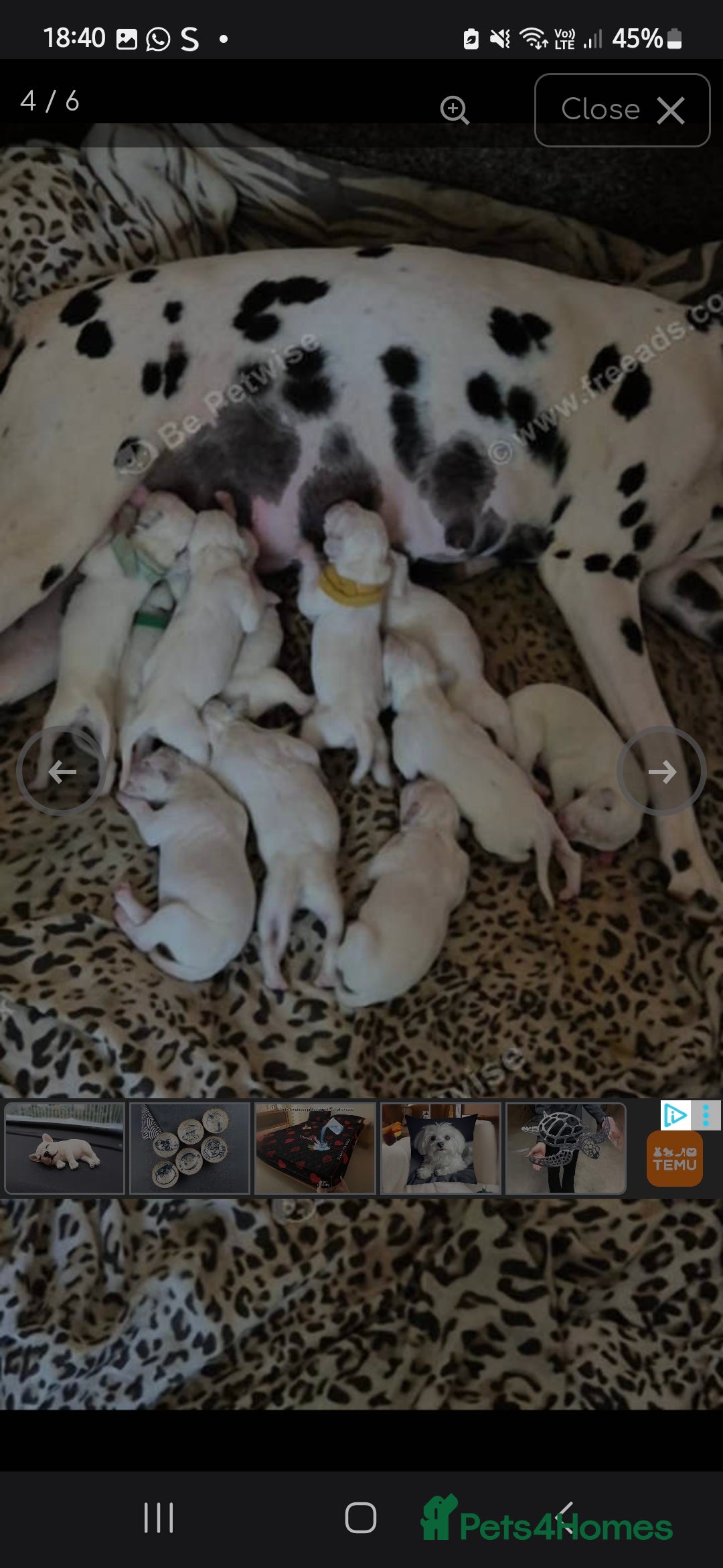 Dalmatian dogs for sale: Beautiful male dalmatians  - Image 3