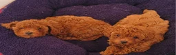 Toy Poodle dogs for sale:  Asian Toy Poodles (both parents Asian) For sale - Advert 18