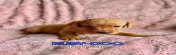 Labrador Retriever dogs for sale: Pure Labrador Retriever/ KC registered  - Advert 25