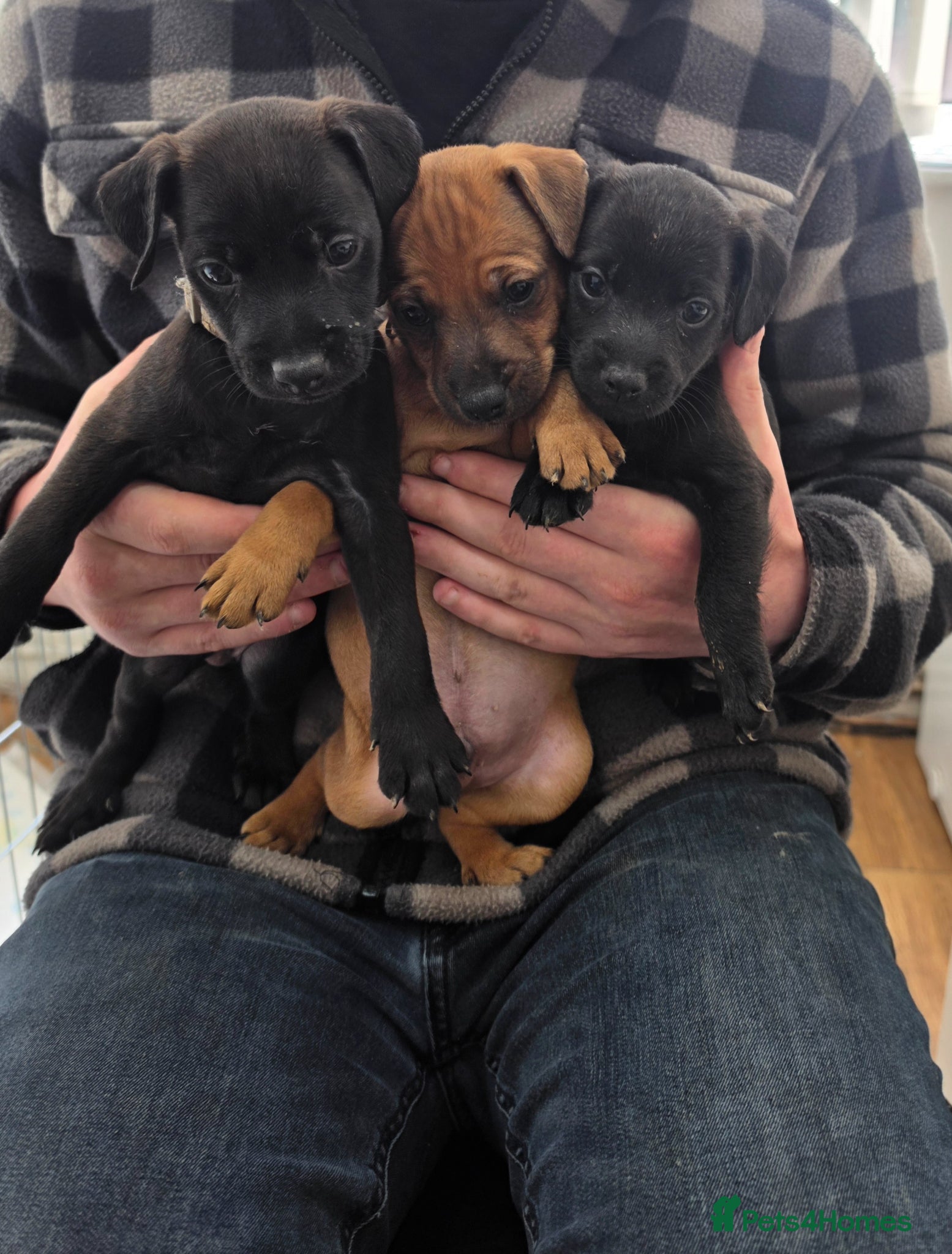 Patterdale Terrier dogs Patterdal puppies for sale. - Advert 2