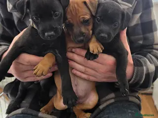 Patterdale Terrier dogs Patterdal puppies for sale. - Advert 2
