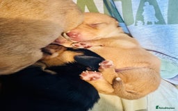 Mixed Breed dogs for sale: Beautiful Dachshunds for sale  - Image 18