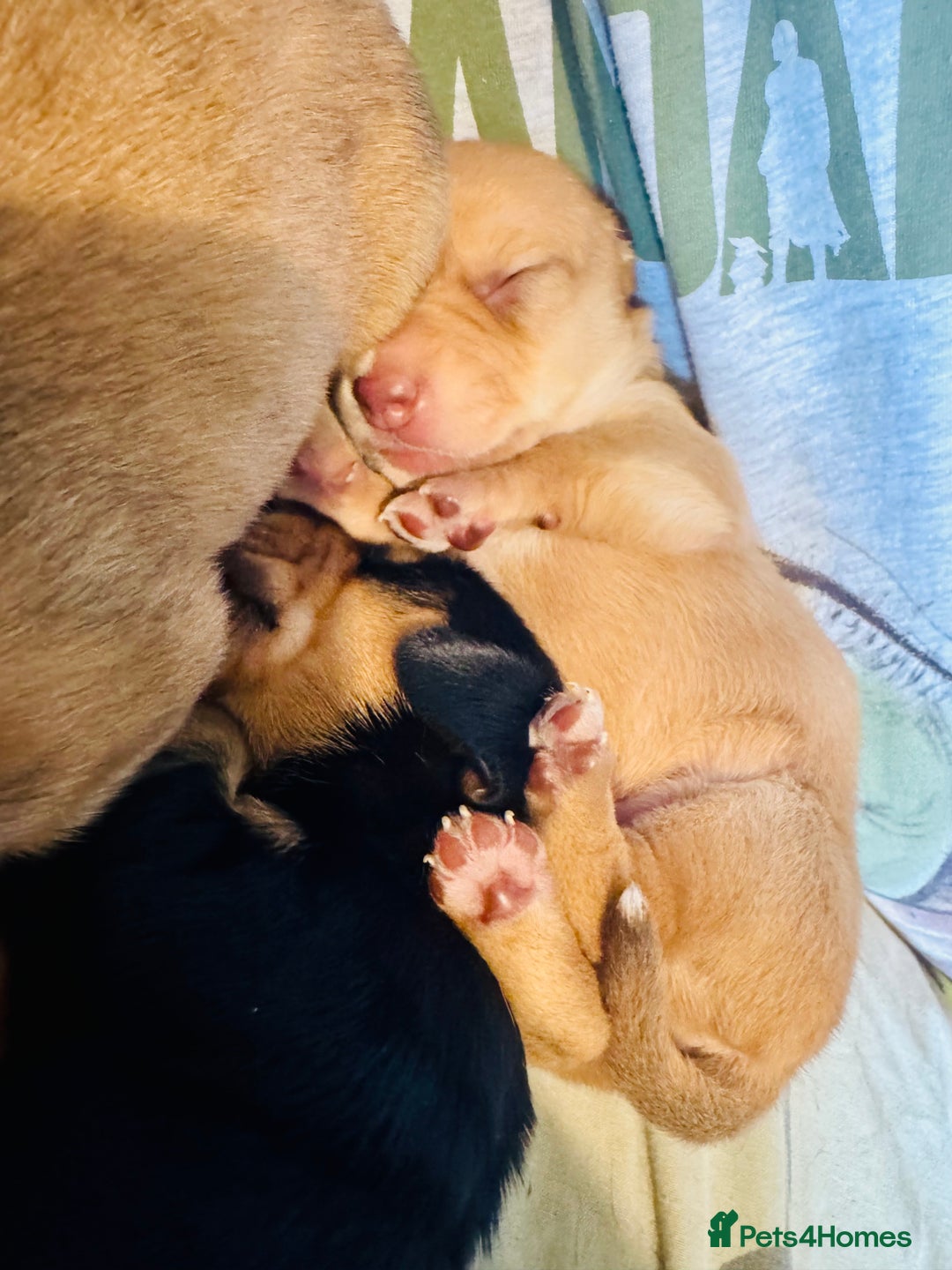 Mixed Breed dogs for sale: Beautiful Dachshunds for sale  - Image 18