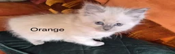 Ragdoll cats for sale: Grey Point Ragdoll Kittens - Advert 8