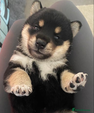 Japanese Shiba Inu dogs Beautiful champion blood line female Shiba Inu pup - Advert 3