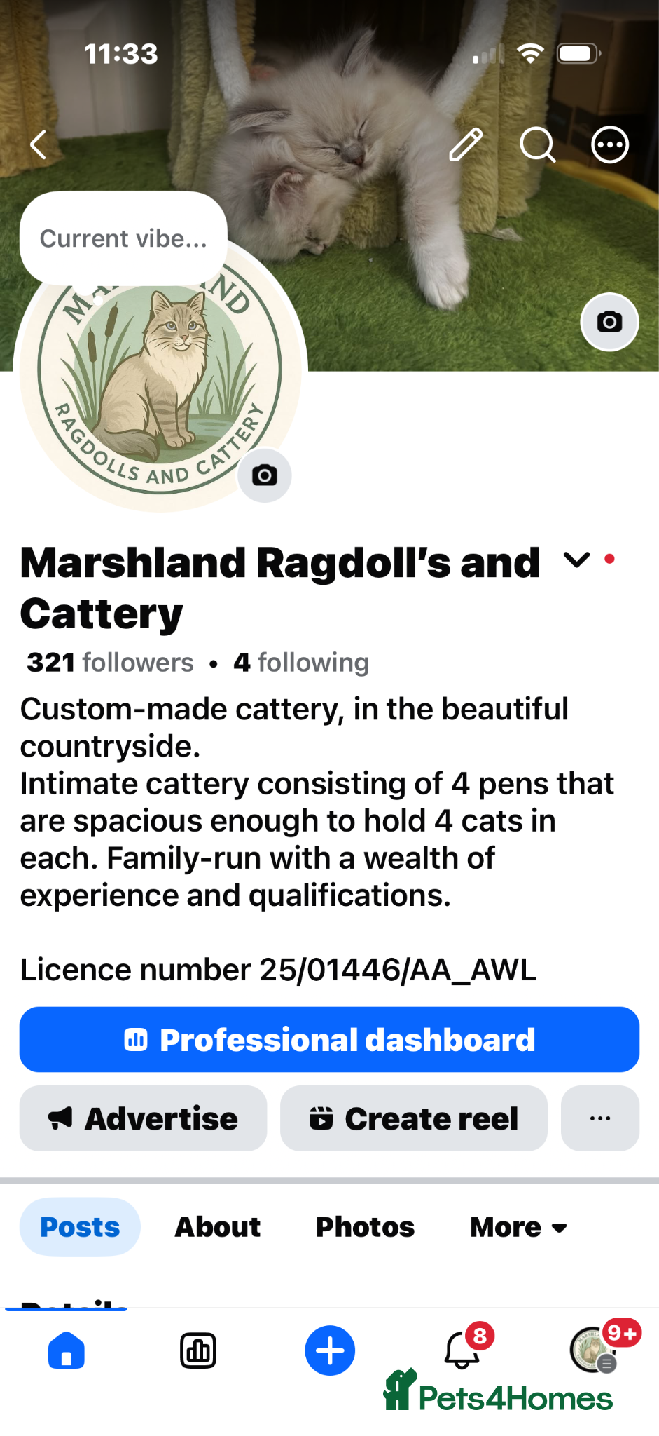 Ragdoll cats Beautiful pedigree Ragdoll kittens  - Advert 2
