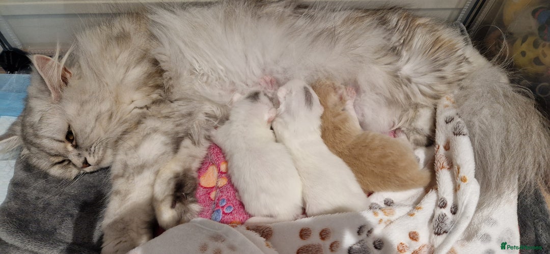 Persian cats for sale: Chinchilla Persian kittens - Advert 1