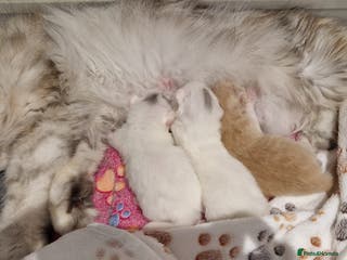 Persian cats Chinchilla Persian kittens - Advert 4