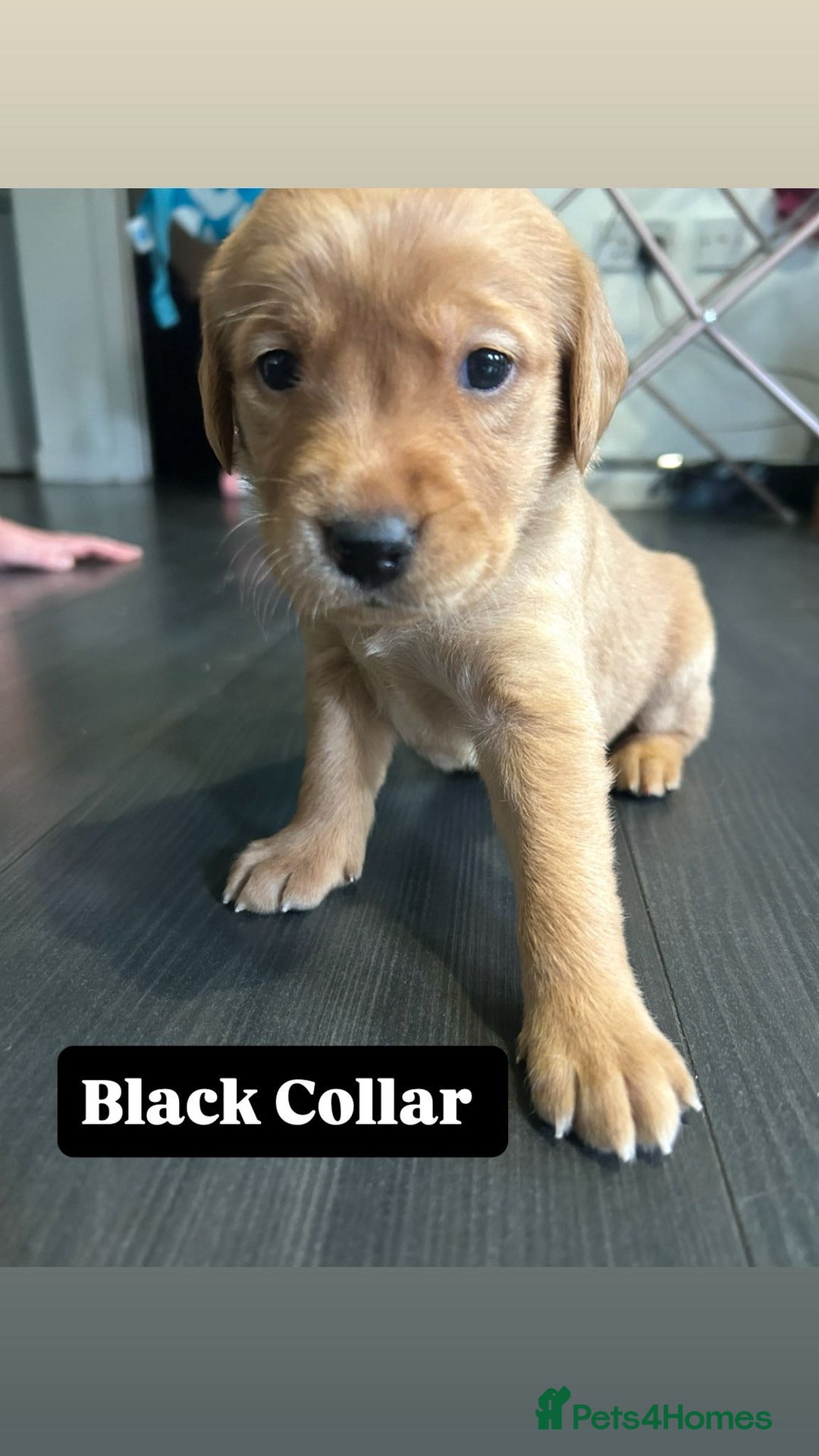 Goldador dogs for sale: BEAUTIFUL GOLDADOR FEMALES - Image 5
