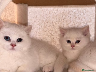 British Longhair cats £700 only!!! Last 4 Kittens! - Advert 2