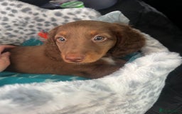 Miniature Dachshund dogs for sale:  KcReg Long Haired Miniature Dachshund Dapper  - Image 15