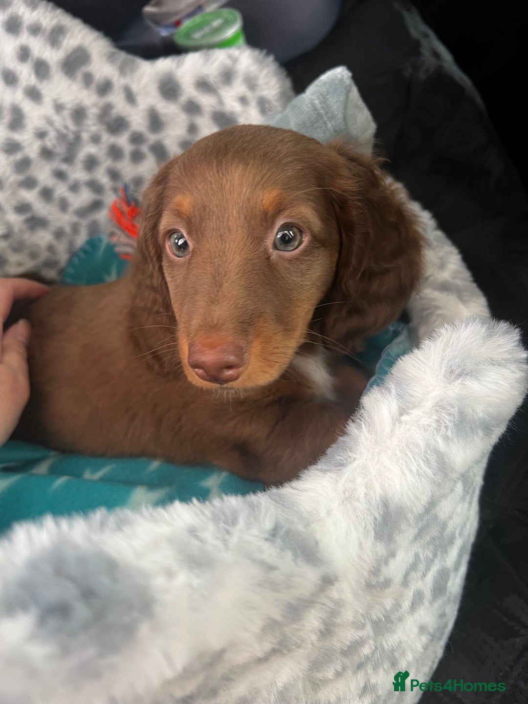 Miniature Dachshund dogs for sale:  KcReg Long Haired Miniature Dachshund Dapper  - Image 15