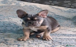 French Bulldog dogs for sale: Stunning kc reg French bulldog sisters  - Image 4