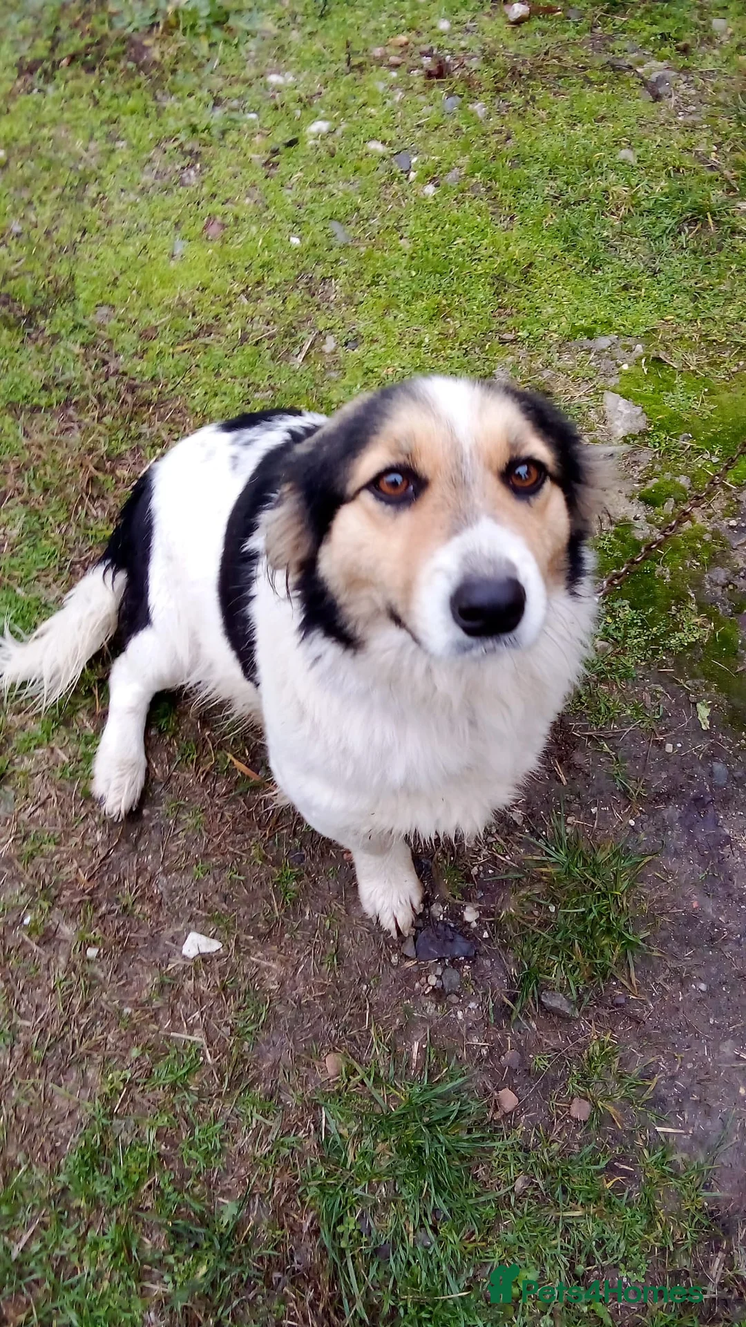 Mixed Breed dogs for adoption: ✨ Meet 🐾LORA🐾 !  She chose Trust over Fear ✨ - Advert 1