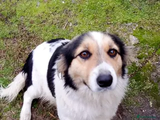 Mixed Breed dogs ✨ Meet 🐾LORA🐾 ! She chose Trust over Fear ✨ - Advert 1