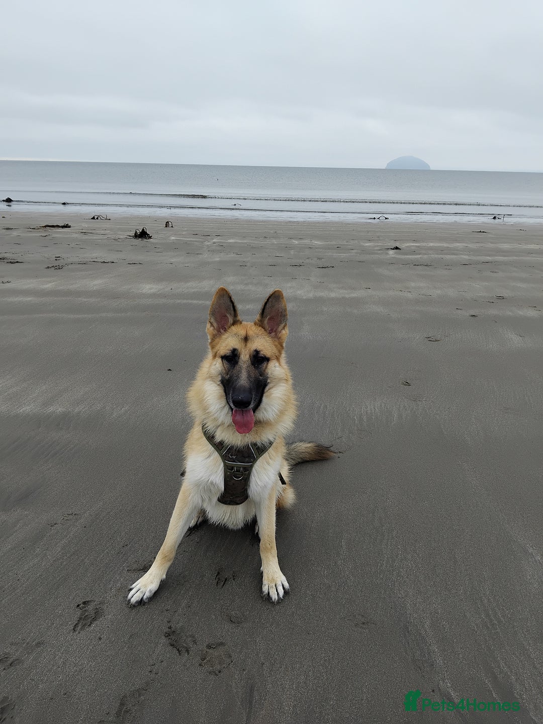 German Shepherd dogs for stud: Ragnar the German Shepherd stud - Advert 6