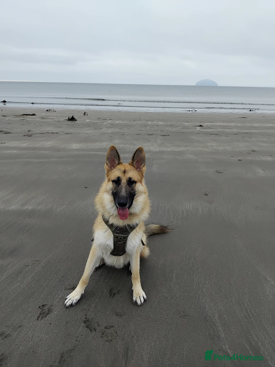 German Shepherd dogs for stud: Ragnar the German Shepherd stud - Advert 6