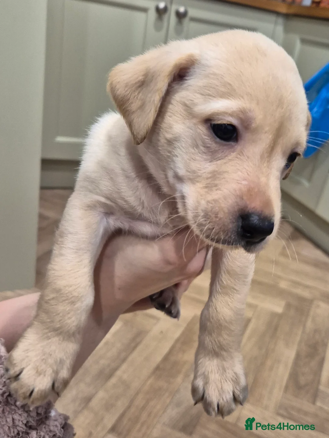 Labrador Retriever dogs for sale: KC Reg Yellow Lab Puppy - Advert 3