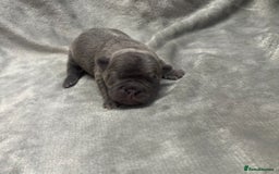 French Bulldog dogs for sale: 4 Beautiful Girl Frenchie's  - Image 10