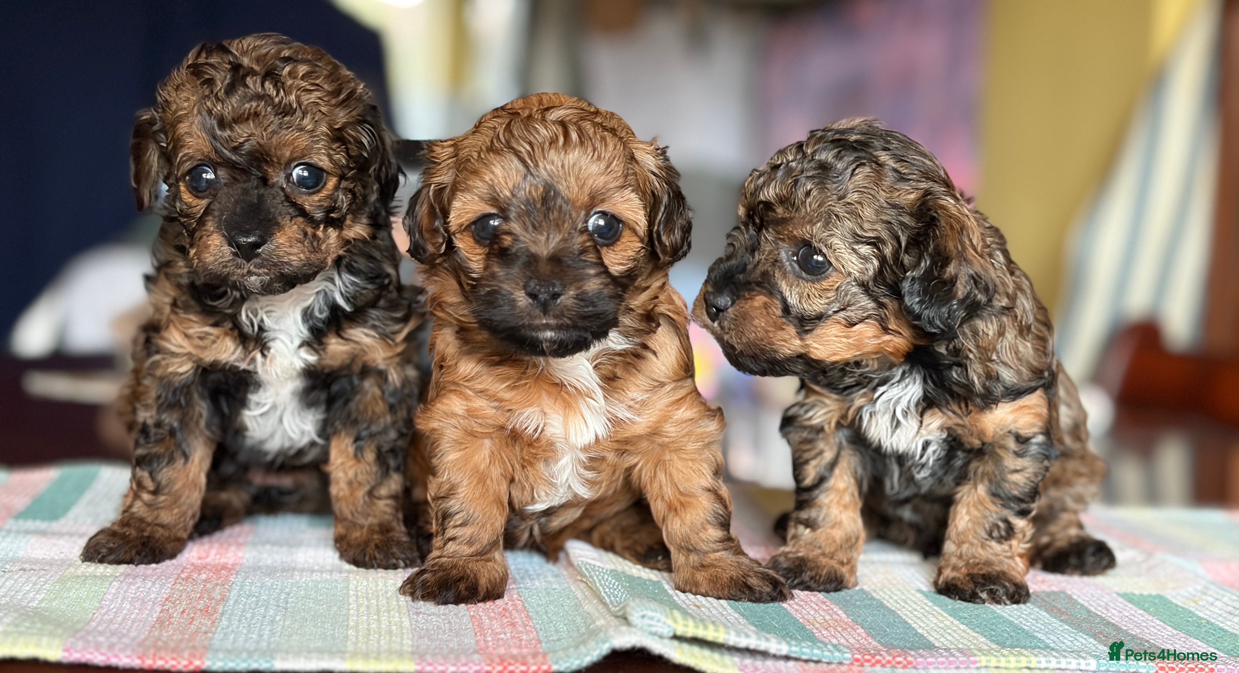 Mixed Breed dogs Toy Poodle & Maltese/Havanese/Bichon Frise mix - Advert 1