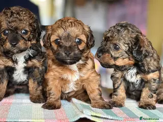 Mixed Breed dogs Toy Poodle & Maltese/Havanese/Bichon Frise mix - Advert 4