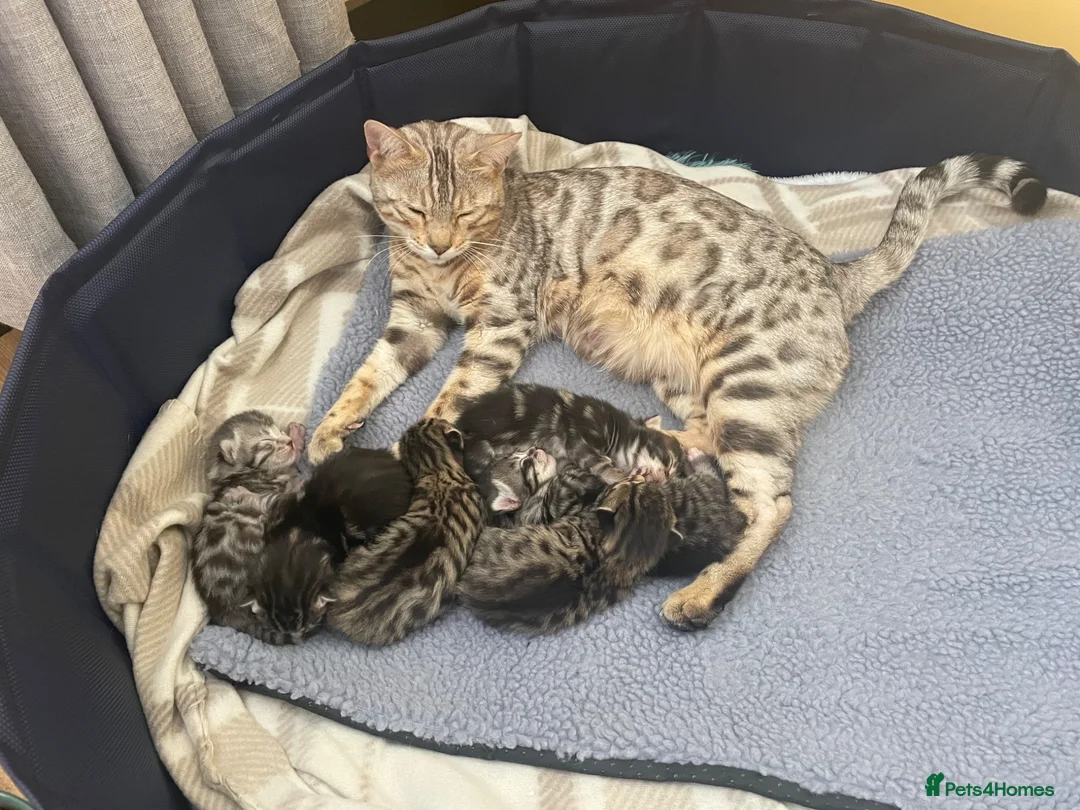 Bengal cats for sale: Bengal X Ready NOW - Advert 2