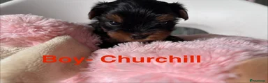 Puppy Churchill- Boy 2