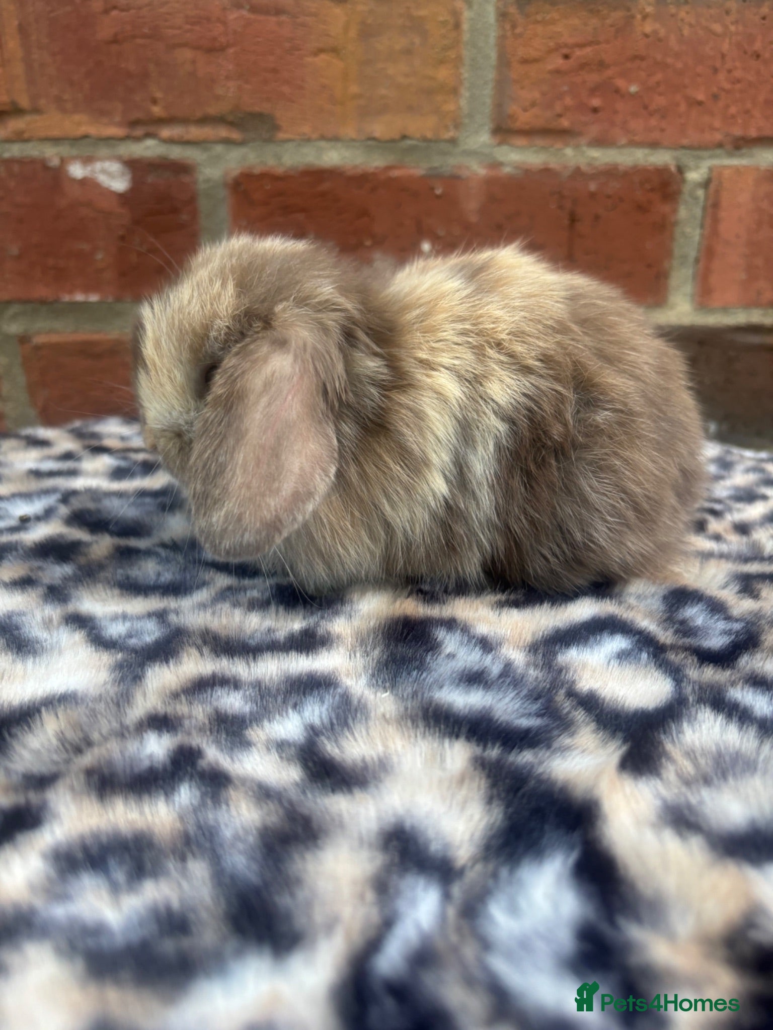 Mini Lop rabbits Pure bred pedigreed Mini lops ready now  - Advert 13