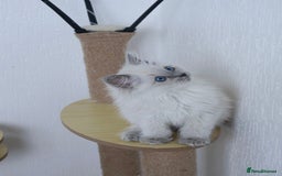Ragdoll cats for sale: RAGDOLL KITTENS registered in Manchester - Image 6