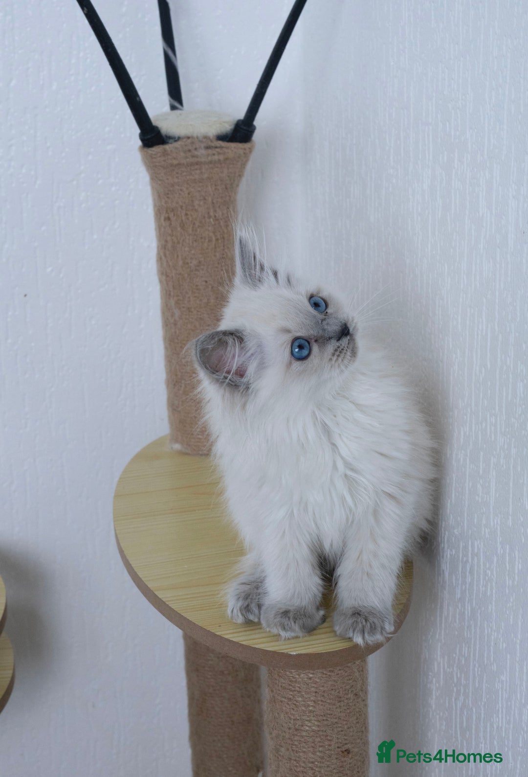 Ragdoll cats for sale: RAGDOLL KITTENS registered in Manchester - Image 6