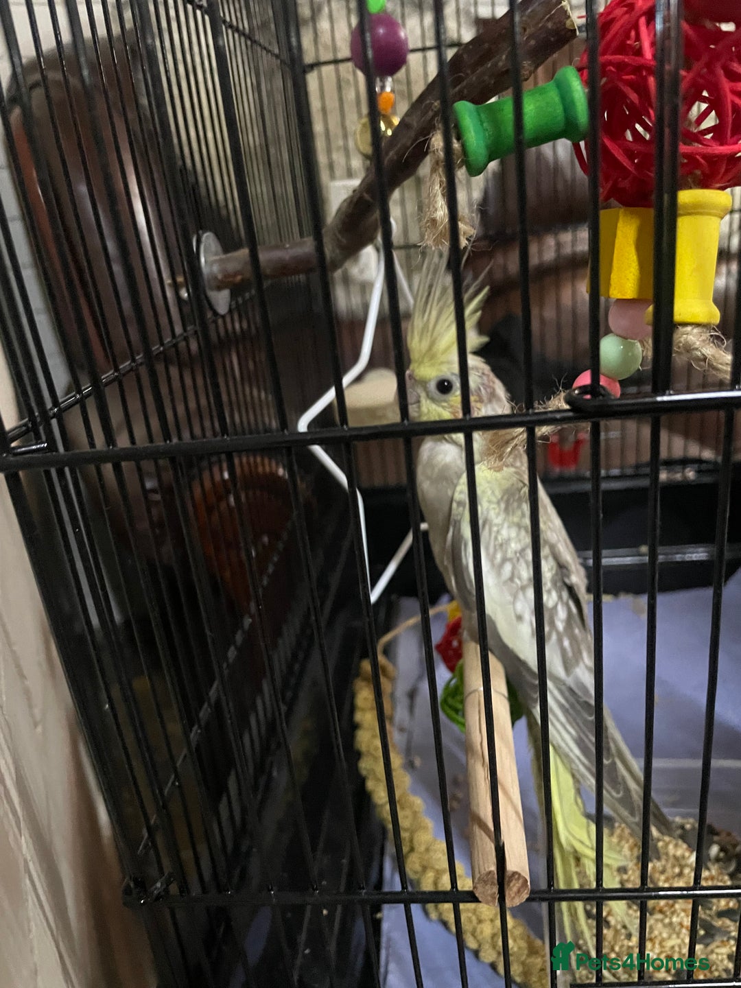 Cockatiels birds for sale: Baby pearl cockatiel hand tame and friendly  - Advert 16