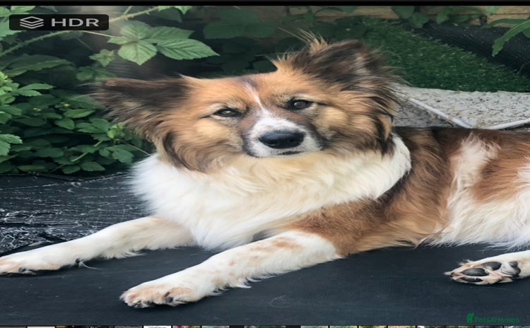 Mixed Breed dogs - Advert 6