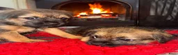 Border Terrier dogs for sale: 💕🐶 gorgeous kc reg Border Terrier puppies  🐶💕 - Advert 6