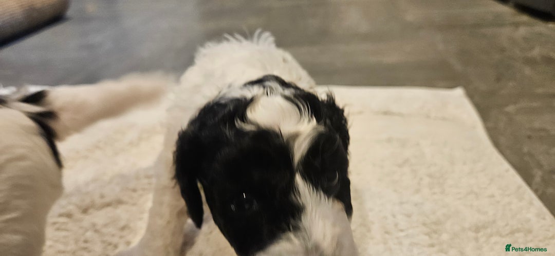 Cavapoo dogs for sale: My Beautiful  girl has had her 1st and only litter - Image 4