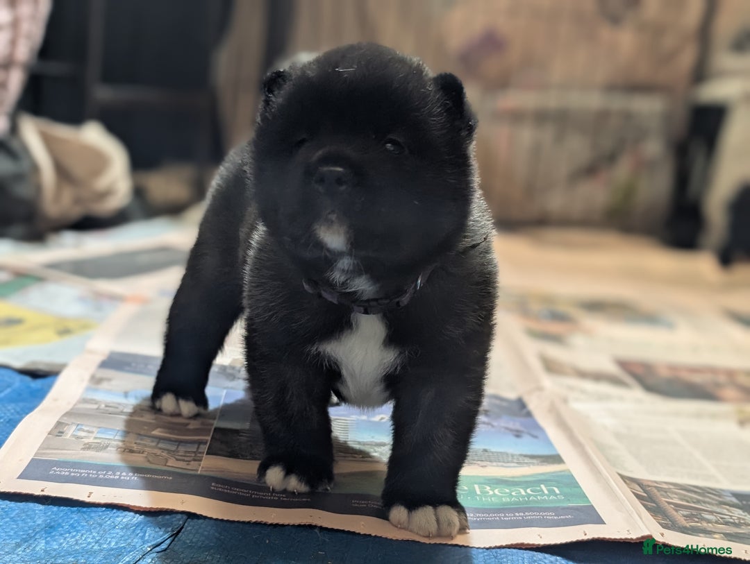 Akita dogs for sale: European Champions Bloodline American Akita's  - Advert 13