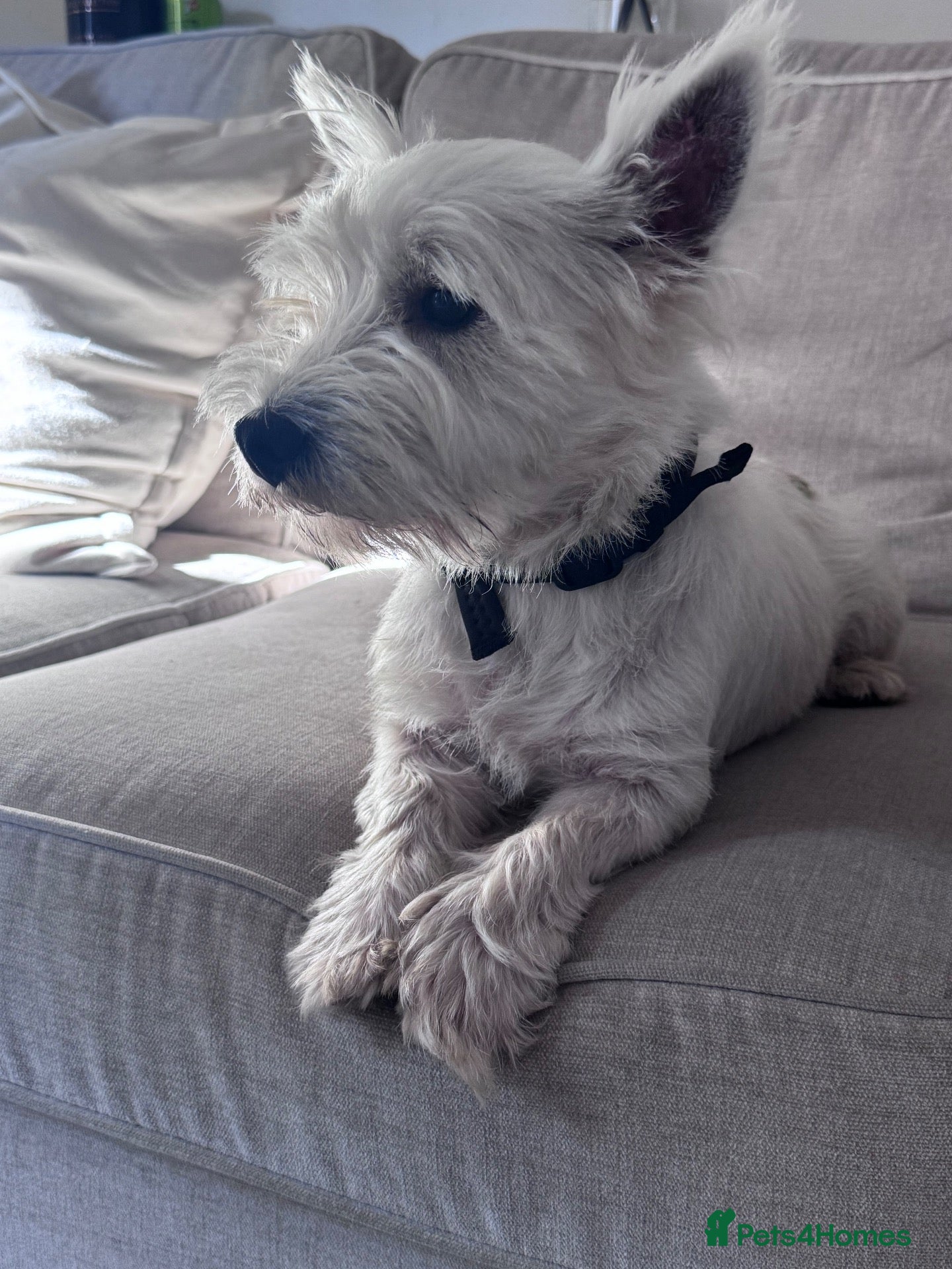 West Highland Terrier dogs West highland terrier STUD! - Advert 1