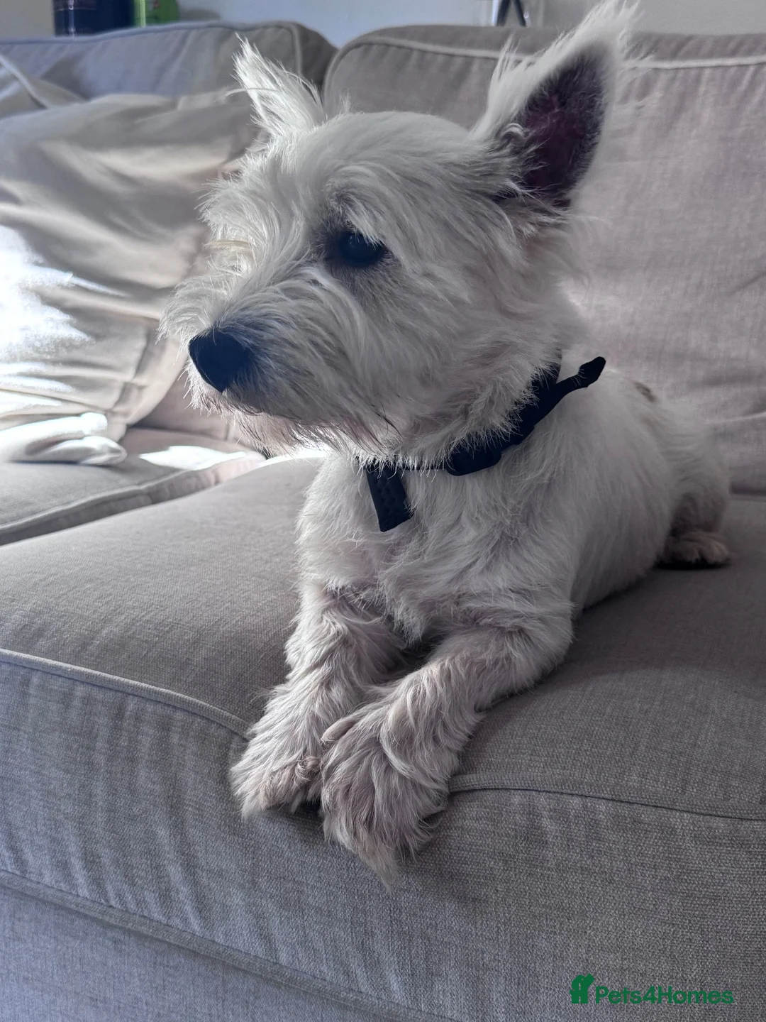 West Highland Terrier dogs for stud: West highland terrier STUD! - Advert 1