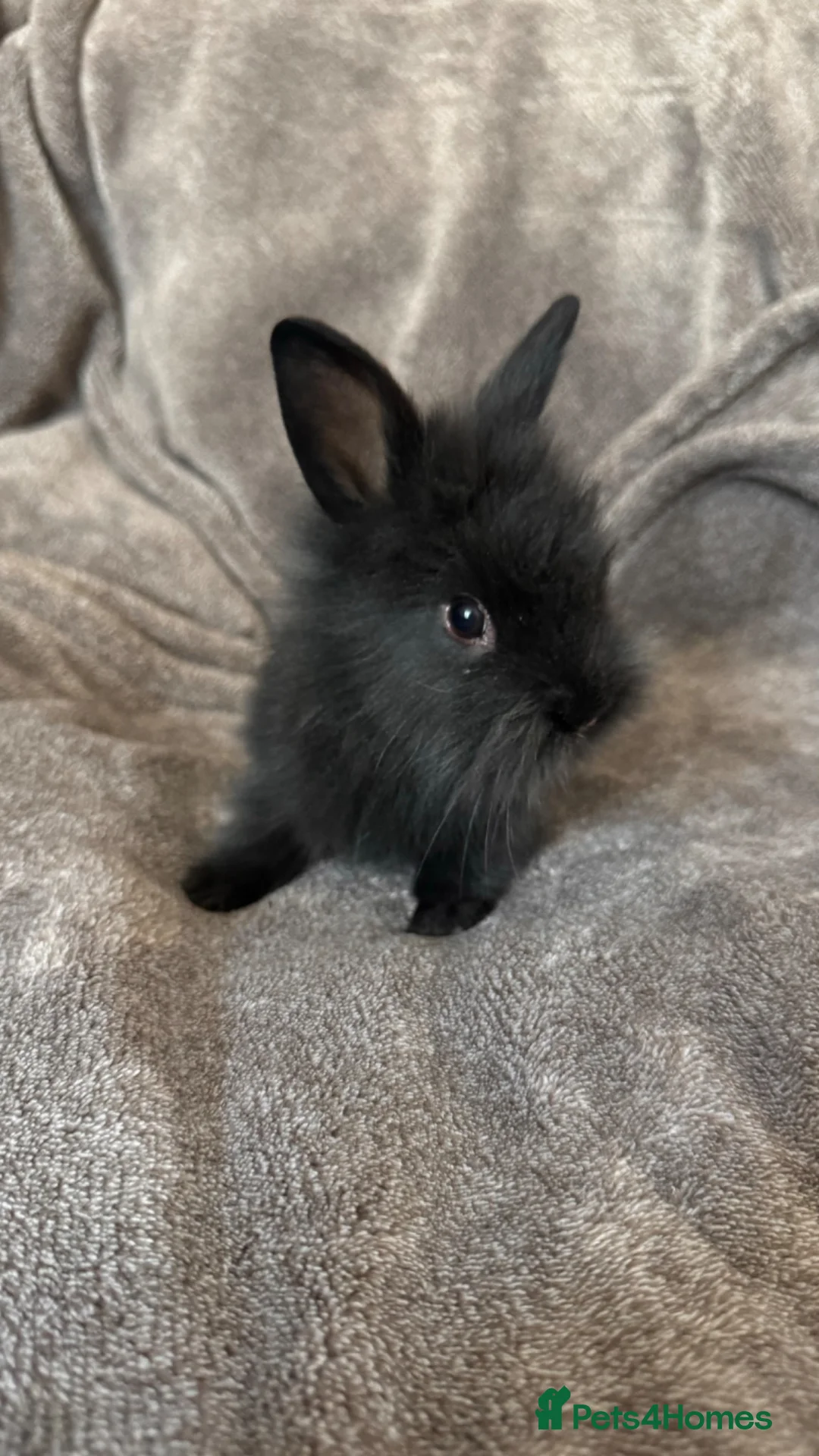 Mixed Breed rabbits for sale:     Fluffy Lionhead & Netherland Dwarf Mix Bunnies - Advert 12