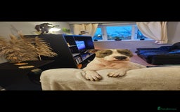 Staffordshire Bull Terrier dogs for sale:  Unique Classic Markings - Image 11