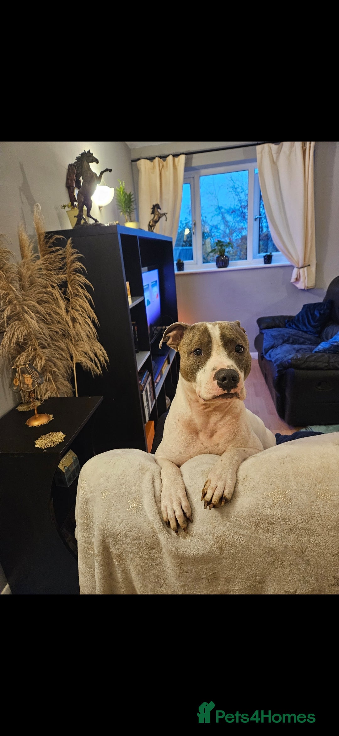 Staffordshire Bull Terrier dogs for sale:  Unique Classic Markings - Image 11